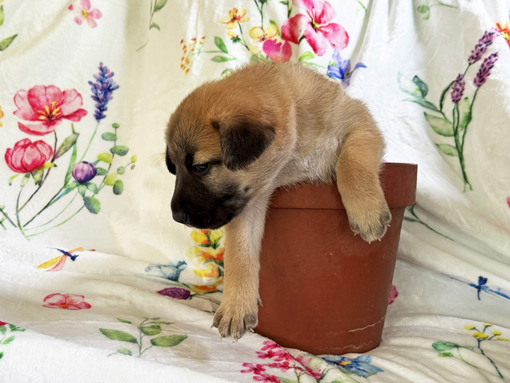 chinook puppy